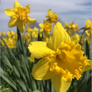 daffodil flower essence