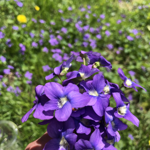 blue violet flower essence