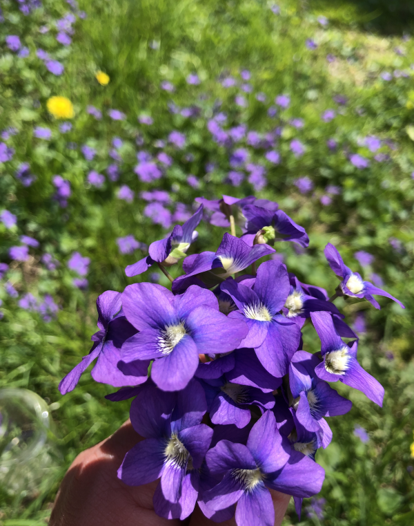 blue violet flower essence