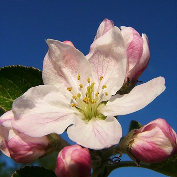 apple blossom flower essence