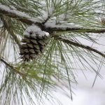 Winter healing with white pine