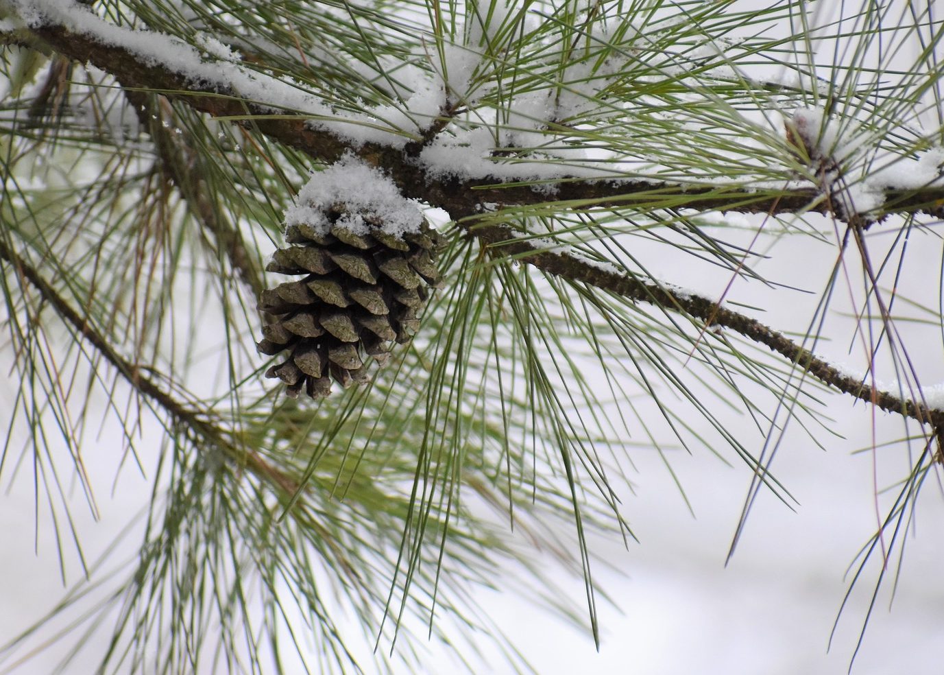 Winter healing with white pine
