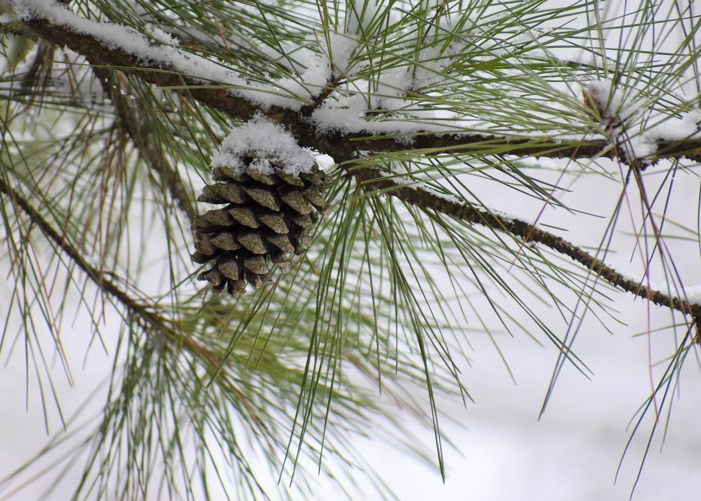 Winter healing with white pine More than just holiday cheer