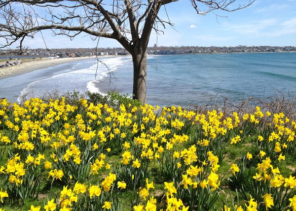 daffodils for brighter days