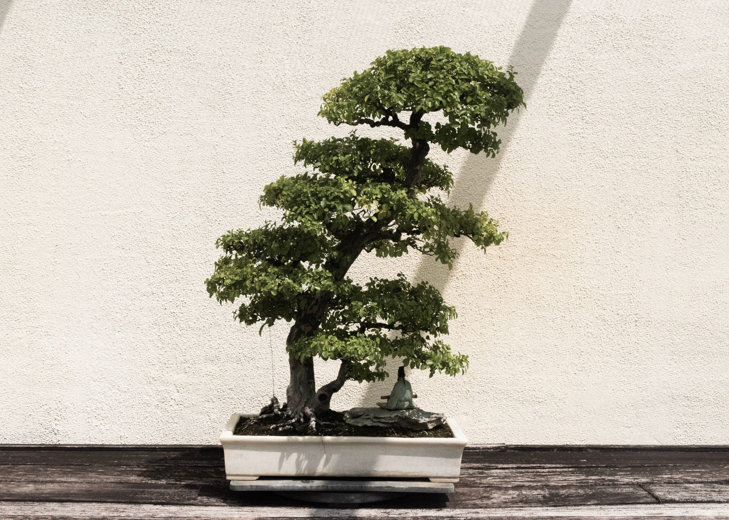 Bonsai meditative art