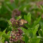 Edible milkweed for butterflies