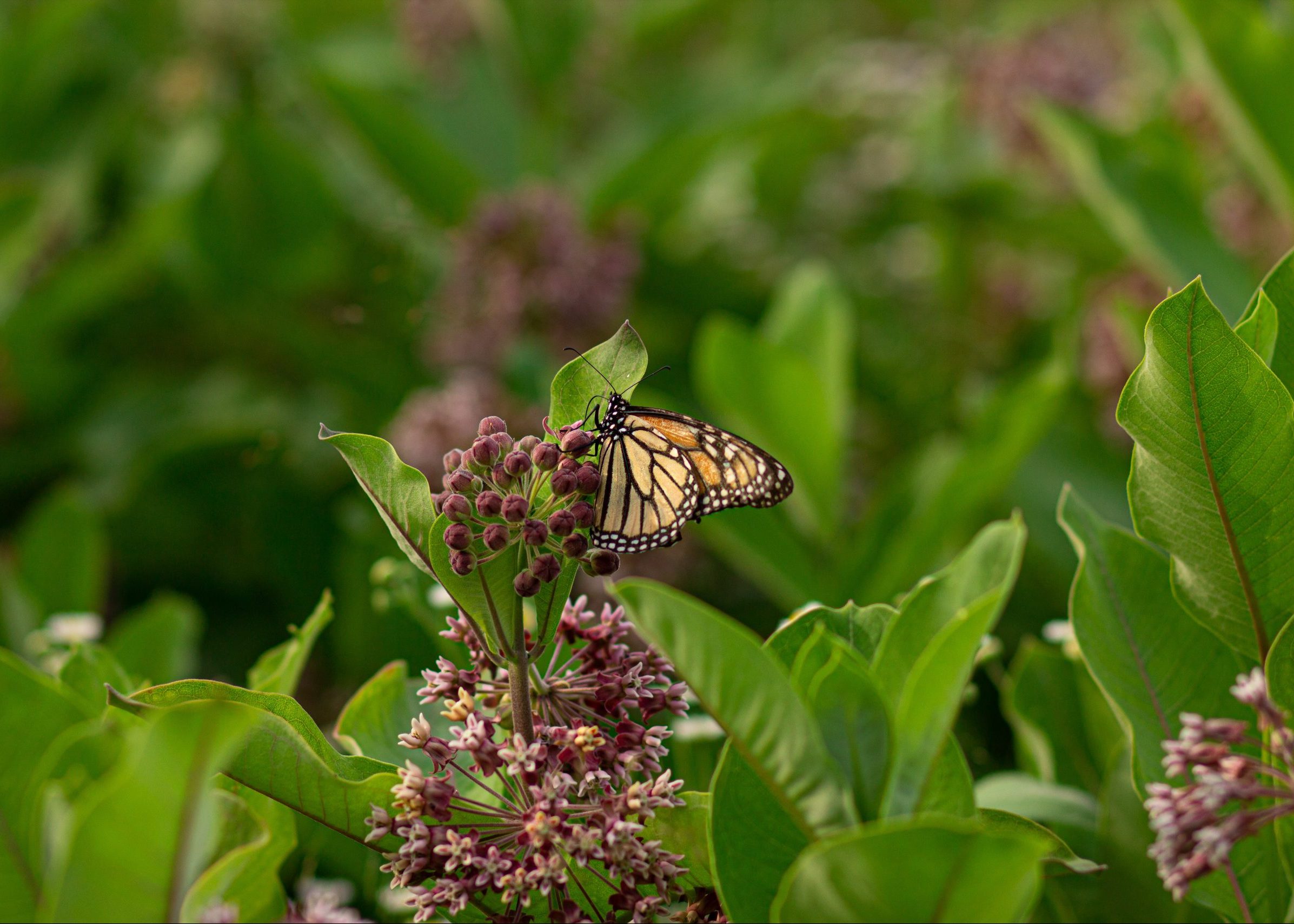 Edible milkweed for butterflies