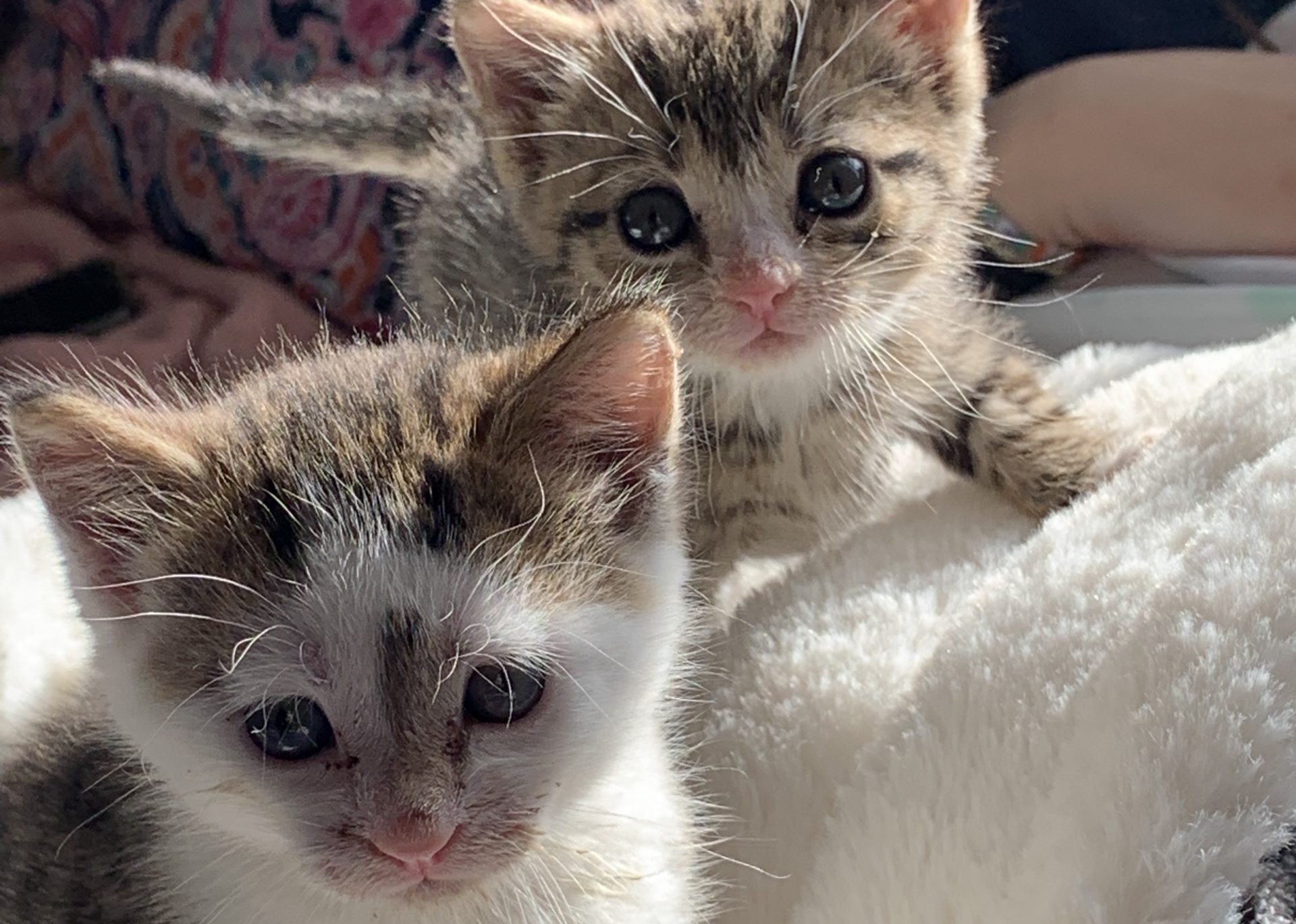 The benefits of adopting two kittens