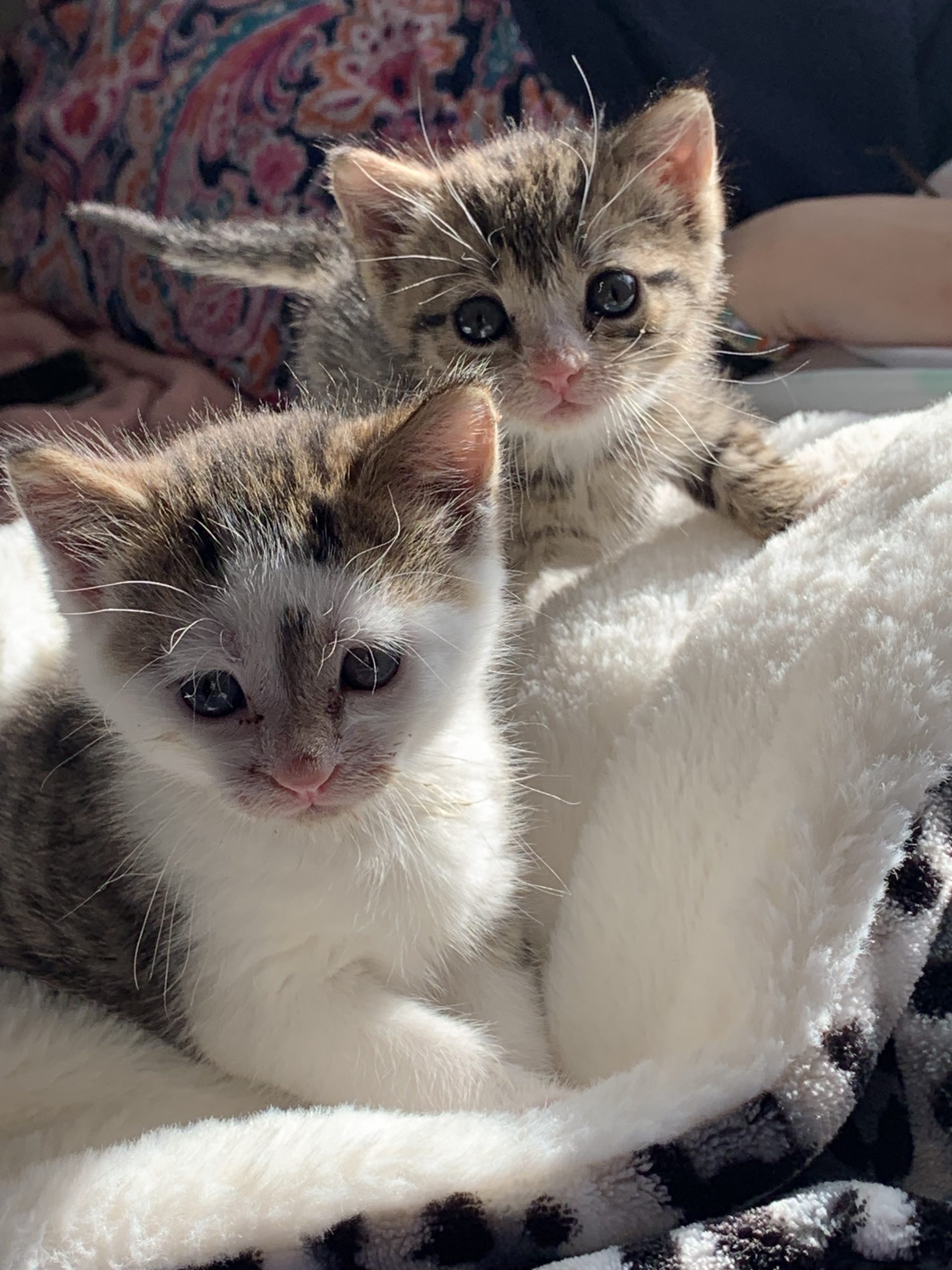 The benefits of adopting two kittens